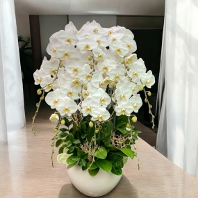 10 cành hồ điệp trắng phối lá chanh trong chậu sứ trắng tròn 