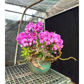 6 cành hồ điệp tím phối lũa bosai tạo hình trong chậu sứ tròn 