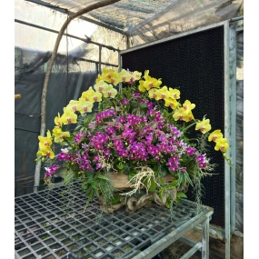 Hồ điệp vàng phối hồ điệp tím mini cấm hình tháp phối cây không khí, lũa 