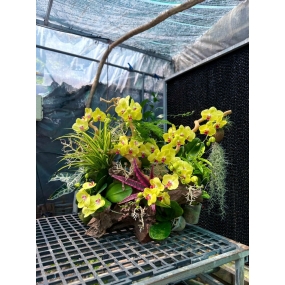 Hồ điệp vàng phối cảnh lũa, cỏ lan chi, cây không khí, dứa hồng phụng 