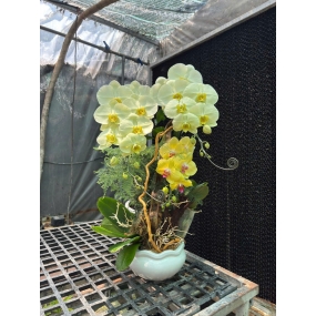 Hồ điệp vàng chanh phối vàng, lũa chậu sứ tròn mini