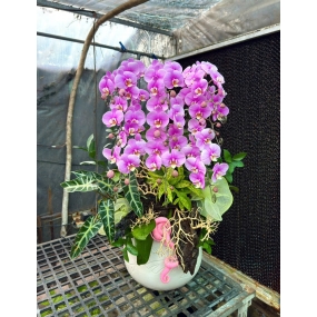 9 cành hồ điệp tím phối cảnh lũa, môn quan âm, lá chanh, lá trúc nhật