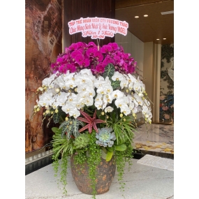 Chậu lan hồ điệp để sảnh công ty mang ý nghĩa chúc mừng 