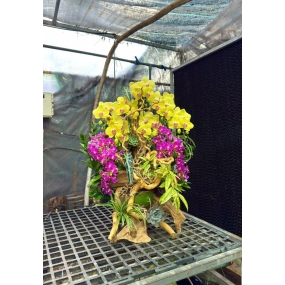 Hồ điệp vàng size trung, hồ điệp tím mini ghép lũa đẹp mắt | HỒ ĐIỆP ĐẸP SÀI GÒN 