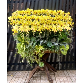 Mẫu hồ điệp hội nghị lũa cao cấp | ĐẶT HOA HỒ ĐIỆP SÀI GÒN 