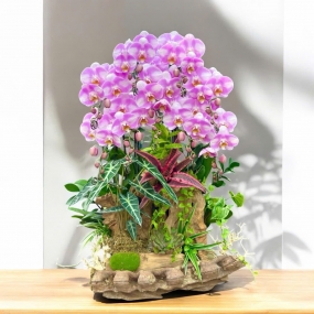 Hồ điệp hồng phấn ghép tiểu cảnh, lũa đẹp mắt | ĐẶT HOA HỒ ĐIỆP SÀI GÒN 