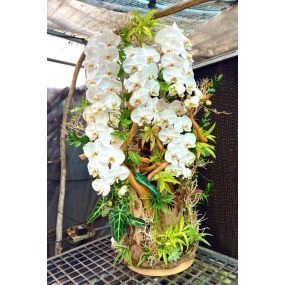 Tiểu cảnh gồm 5 cành hồ điệp trắng ghép lũa, cỏ lan chi, môn quan âm  | ĐẶT HOA HỒ ĐIỆP SÀI GÒN 