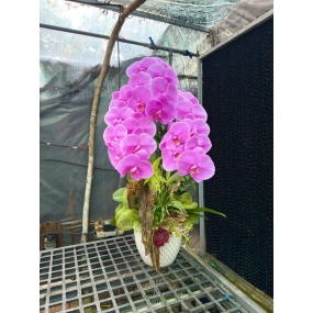 Chậu 3 cành hồ điệp tím | ĐẶT HOA HỒ ĐIỆP SÀI GÒN 