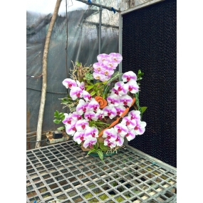 Hồ điệp hồng trắng 5 cành phối lá trúc nhật | ĐẶT HOA HỒ ĐIỆP SÀI GÒN 