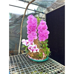 Hồ điệp hồng tím đa sắc ghép lũa | ĐẶT HOA HỒ ĐIỆP SÀI GÒN 