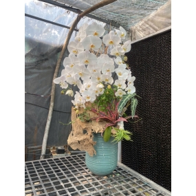 Chậu sứ hồ điệp trắng , dáng cao ghép lũa | ĐẶT HOA HỒ ĐIỆP SÀI GÒN 