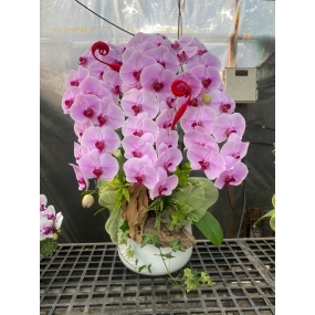 Chậu hồ điệp hồng nhụy tím phối nơ, lũa | ĐẶT HOA HỒ ĐIỆP SÀI GÒN 