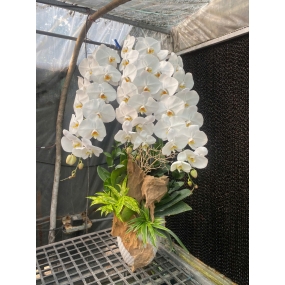 Chậu hồ điệp trắng size đại 3 cành, phối lũa, cao 45cm