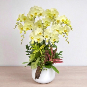 Chậu hồ điệp cấm tròn xòe phối lũa, lá trúc nhật, lá chanh,đô la dây