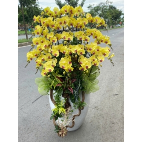 Chậu hồ điệp vàng phối tiểu cảnh, cao 1m | ĐẶT HOA HỒ ĐIỆP SÀI GÒN 