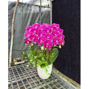 Chậu hồ điệp Địa Chủ 3 cành siêu hoa cắm đô la leo |ĐẶT HOA HỒ ĐIỆP SÀI GÒN 