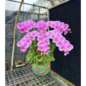 Chậu hồ điệp hồng Anna 6 cành siêu bông | ĐẶT HOA HỒ ĐIỆP SÀI GÒN 