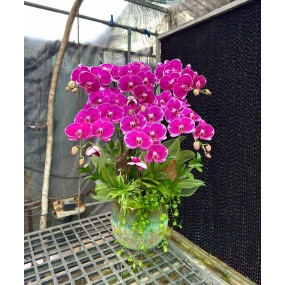 Chậu hồ điệp Địa Chủ 6 cành siêu hoa phối lũa, lá lan, đô la, cỏ lan chi 