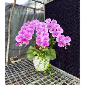 Chậu hồ điệp Anna 3 cành siêu hoa, cắm lá chanh, cỏ lan chi | ĐẶT HOA HỒ ĐIỆP SÀI GÒN 