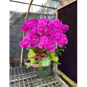 Chậu hồ điệp Băng Băng siêu hoa, cắm lũa. sen đá, dứa hồng phụng | ĐẶT HOA HỒ ĐIỆP SÀI GÒN 