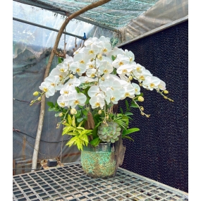 Chậu hồ điệp Bạch Thiên Nga 9 cành siêu hoa, phối lũa, sen đá, lá trúc nhật 