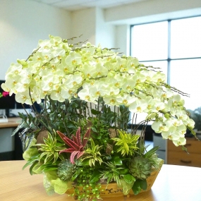 Hồ điệp Vạn Hạnh ghép thuyền 24 cành, phối tiểu cảnh | ĐẶT HOA HỒ ĐIỆP SÀI GÒN 