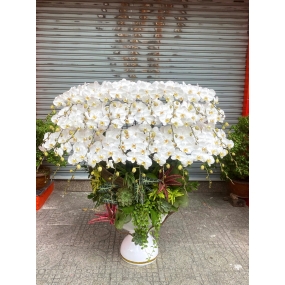 Hồ điệp Bạch Thiên Nga ghép thuyền với 30 cành, chậu cao phù hợp để sảnh lớn tại Sài Gòn 