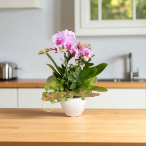 Hồ điệp tiểu để bàn màu hồng nhiều nụ | ĐẶT HOA HỒ ĐIỆP SÀI GÒN 