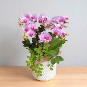 Chậu Hồ điệp mini phân nhánh màu hồng để bàn xinh xắn 