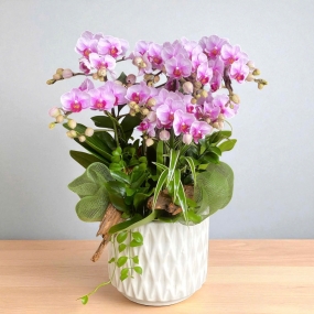 Chậu hồ điệp má hồng dòng phân nhánh để bàn | ĐẶT HOA HỒ ĐIỆP SÀI GÒN 