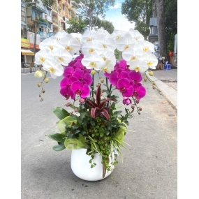 Chậu hồ điệp hoa tím, và trắng hoa to tại Shop Hoa Lan Hồ Điệp Sài Gòn 