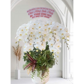 Chậu hồ điệp hoa trắng siêu to. 