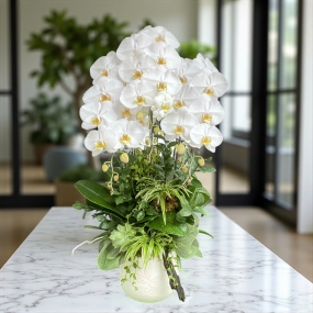 Chậu hồ điệp trắng hoa siêu to để bàn 