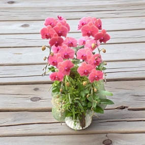 Chậu hồ điệp cam 1 vòi đang hoa và nụ đẹp 