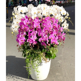 chậu hồ điệp 17 hoa phối 2 màu trắng và tím. chậu và hoa cao 60-80cm