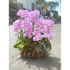 Chậu 9 hoa hồ điệp tím, cao 80cm, rộng 60cm