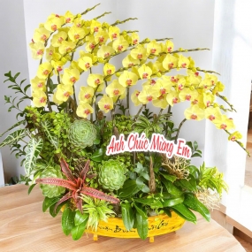 Chậu Hồ điệp thuyền , 15  hoa vàng size trung phối cây cảnh mini, sen đá