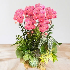 6 cây Hồ điệp cam  ghép lũa  phối sen đá, môn quan âm, lá trúc nhật 