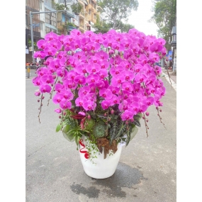 Chậu 20 bông hồ điệp màu hồng, cao 60-80cm design