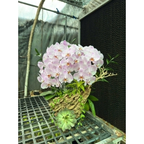 Hồ điệp trắng sale 