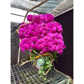 Hồ điệp tím sale 6/6/25