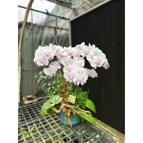 Hồ điệp trắng giá sale