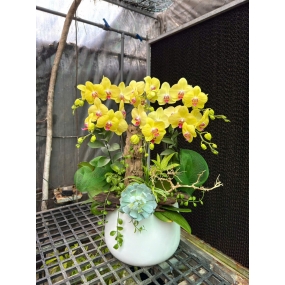 Hồ điệp vàng mẫu 7/6/25