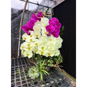 Hồ điệp trắng và tím sale 