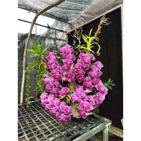 Hồ điệp tím 6/6/25