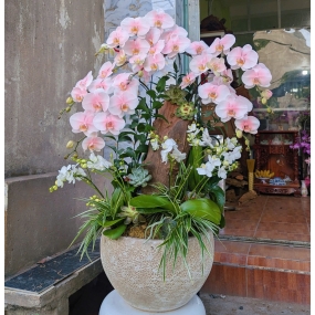 Hồ điệp hồng mẫu 06/04/2025