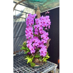 HỒ ĐIỆP GHÉP LŨA MẪU NGÀY 06/04/2025| HỒ ĐIỆP ĐẸP SÀI GÒN