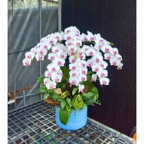 HỒ ĐIỆP TRẮNG ĐIỂM HỒNG MẪU 05/04/2025 | HỒ ĐIỆP ĐẸP SÀI GÒN