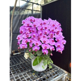 HỒ ĐIỆP TÍM MẪU 06/04/2025| HỒ ĐIỆP ĐẸP SÀI GÒN 