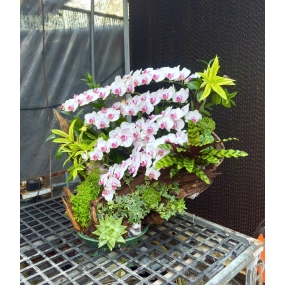 HỒ ĐIỆP TRẮNG ĐIỂM HỒNG MẪU 05/04/2025 | HỜ ĐIỆP ĐẸP SAI GON